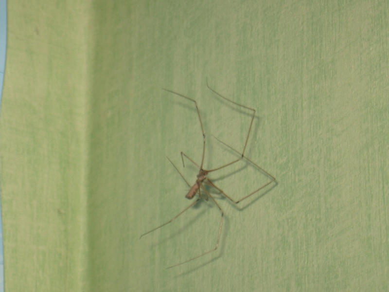 identification d'une araignée. Img_1815