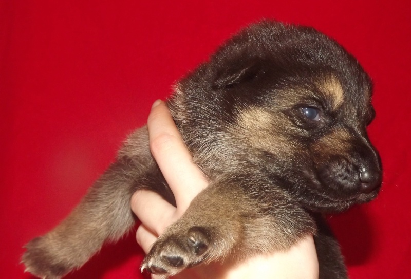 Chiots Berger Allemand chez les Fidèles de Dagda. - Page 3 Male_c36