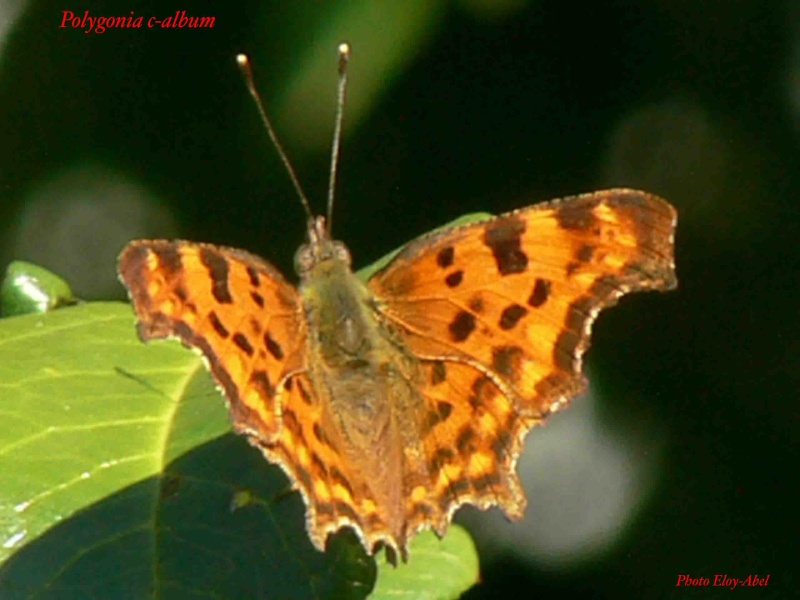 Papillons de Haute Garonne 3 Polygo10