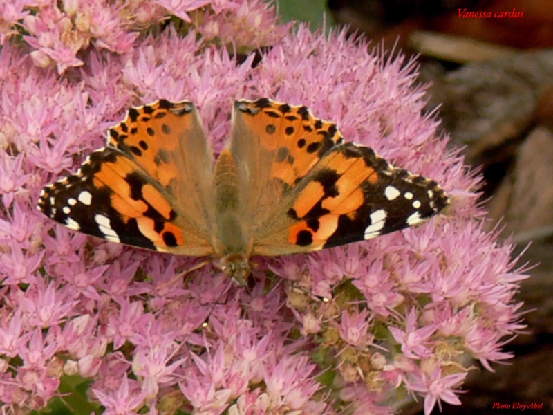 Papillons de Haute Garonne 3 Vaness10