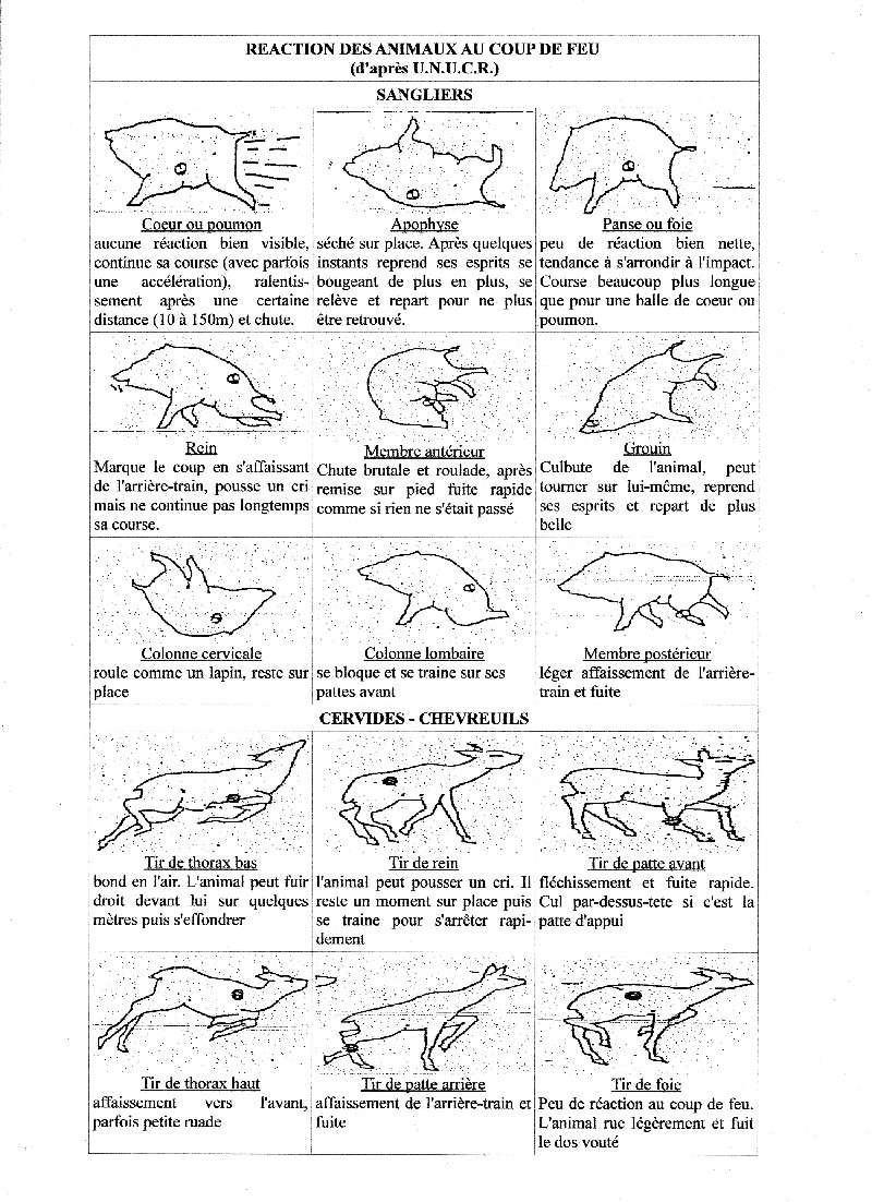 Réactions du gibier et comportement du chasseur Raacti10