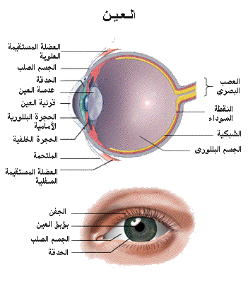 نعمة البصر والمسئولية عنها 11268310