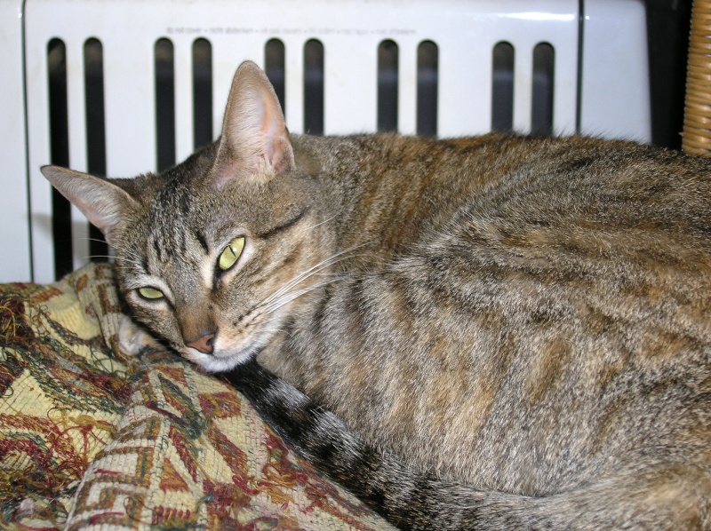 * BOHÈME, européenne tabby brun, 1 an - F  Pc315711