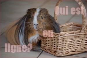 Qui est en ligne ?