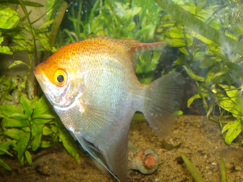 [TERMINE] Gourami gold femelle [75 ou 92] 240l_014