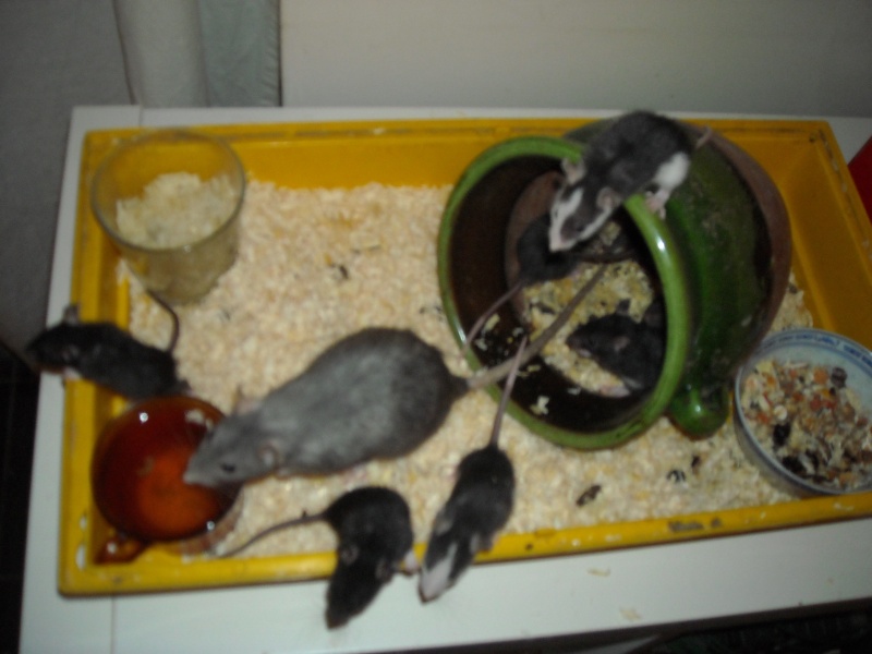 mes rats, Ratato11