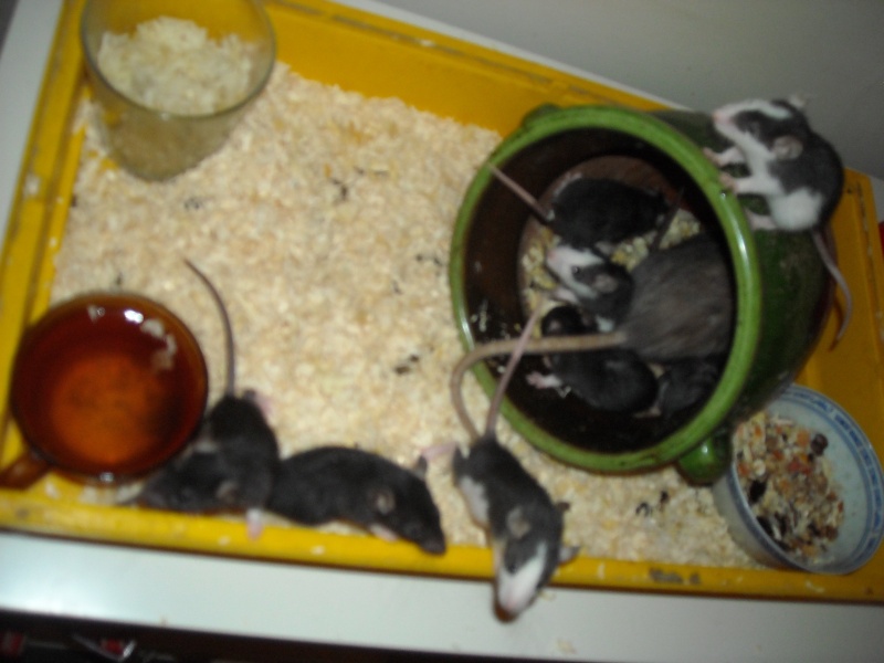 mes rats, Ratato12