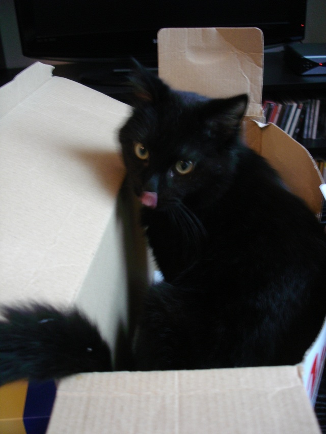 Bagheera ( ex Koko), chaton noir, né mi-juillet 2012 Dsc03412