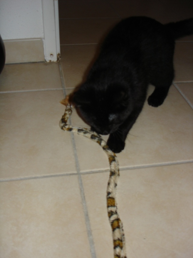 Bagheera ( ex Koko), chaton noir, né mi-juillet 2012 Dsc03413