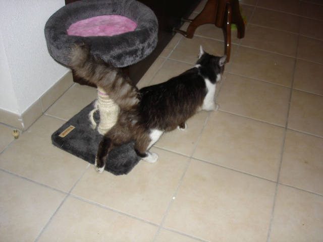 Ulysse, chat noir et blanc poil mi-long, né en 2011 Dsc03418