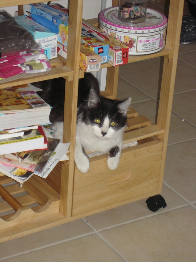Ulysse, chat noir et blanc poil mi-long, né en 2011 Dsc03429