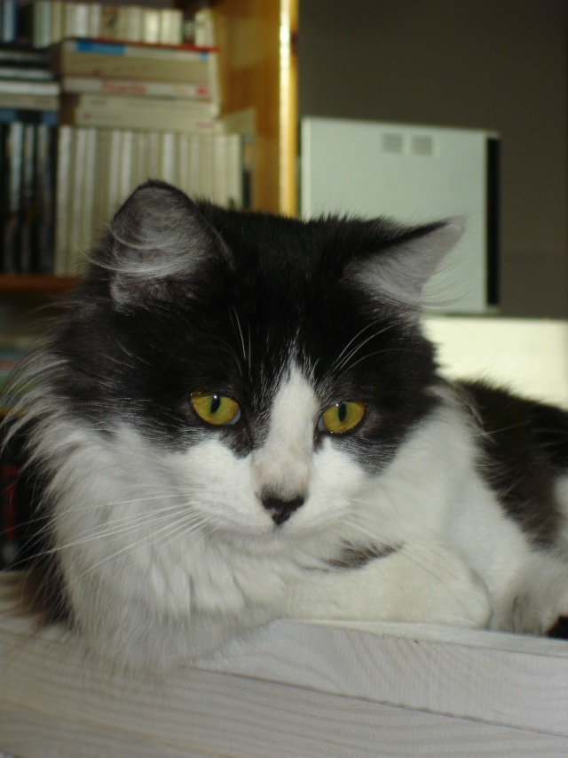 Ulysse, chat noir et blanc poil mi-long, né en 2011 Dsc03430