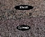 Épiphyte, montage sur un support 1/3 : choix du support Compar10