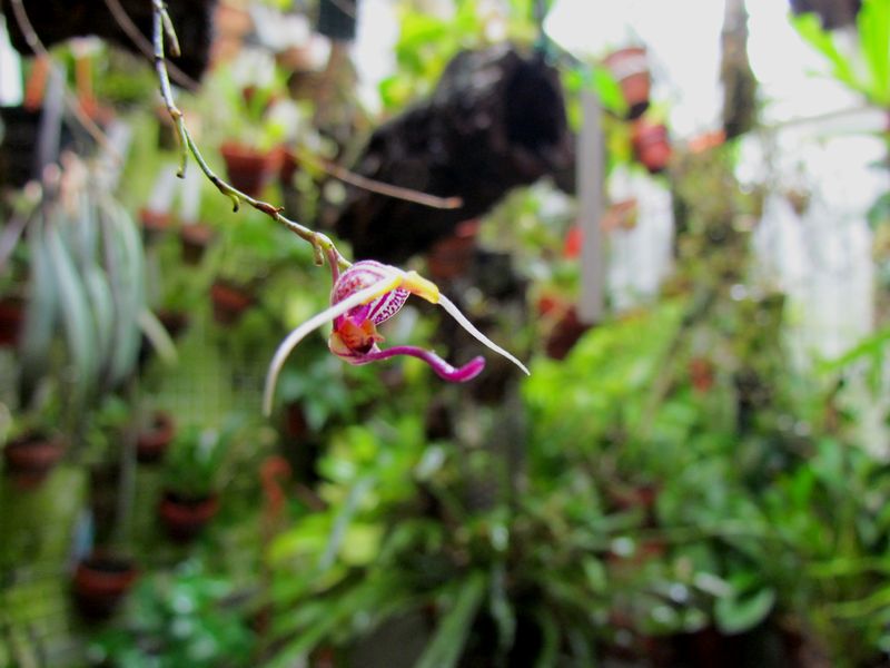 Scaphosepalum merinoi Img_0023