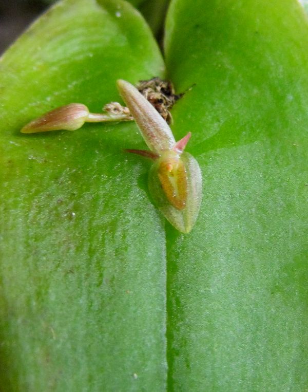 Acronia microcardia ssp. tamaensis Img_0056