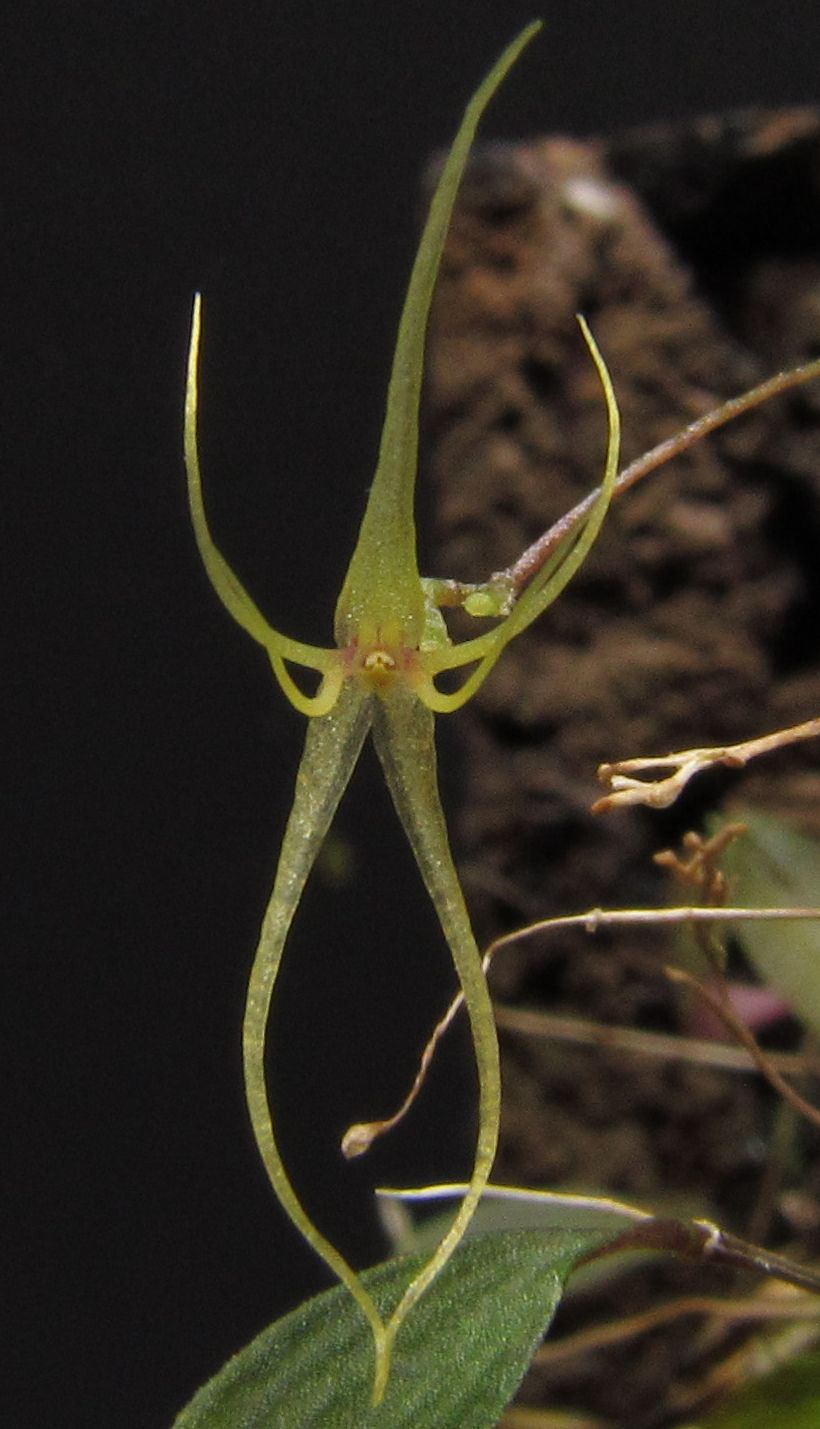 Lepanthes filamentosa Img_0072