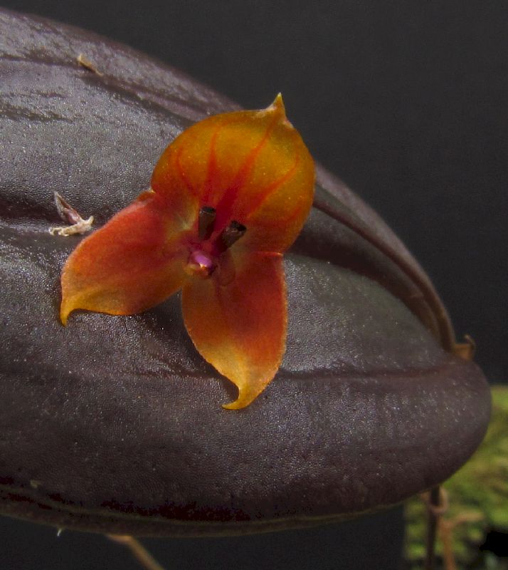 Lepanthes niesseniae (niessenii) Img_0087