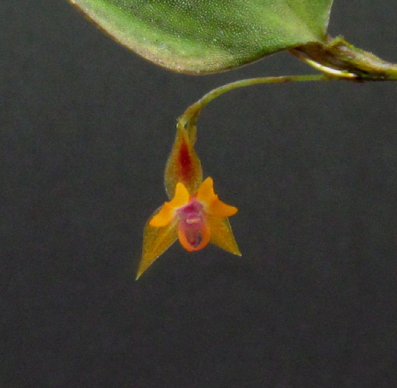 Lepanthes maxillaris Img_0094