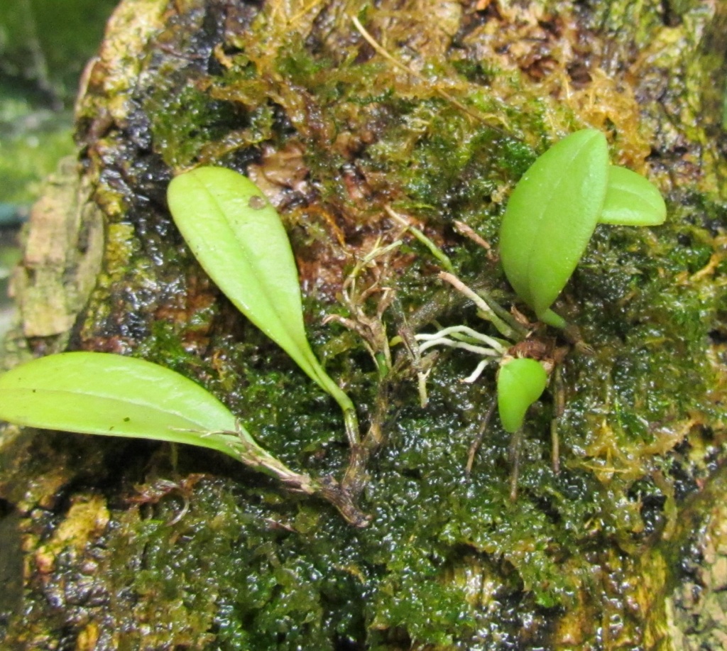 Épiphyte, montage sur un support 3/3 : le montage Img_0100