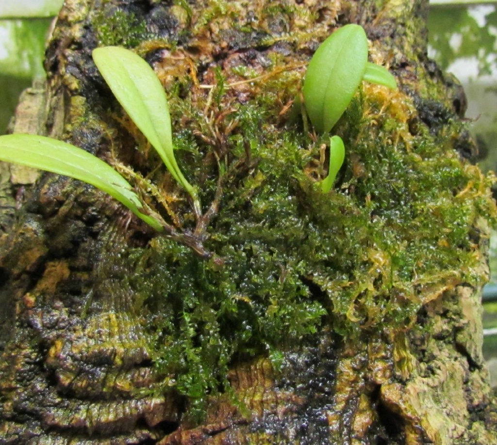 Épiphyte, montage sur un support 3/3 : le montage Img_0104