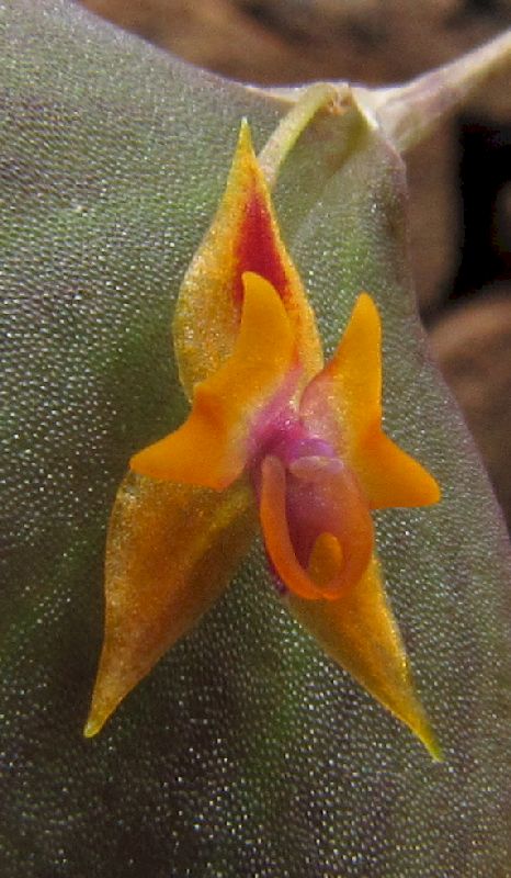 Lepanthes maxillaris Img_0117