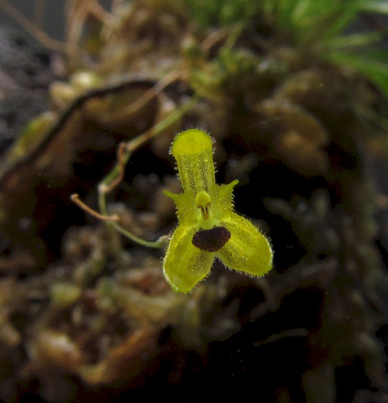 Pleurothallis trullifera Img_0128