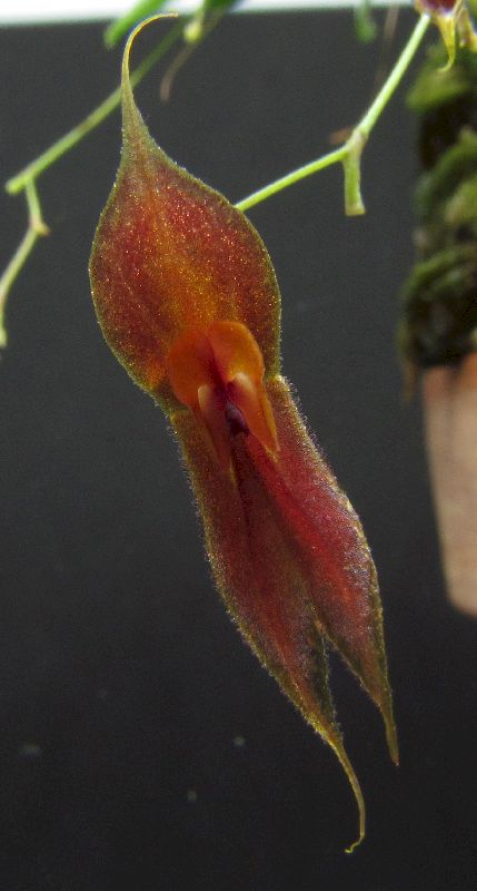 Lepanthes ophioglossa Img_0141