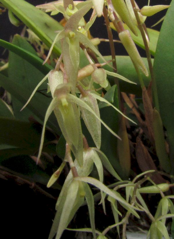 pleurothallis - Pleurothallis aggeris Img_0150