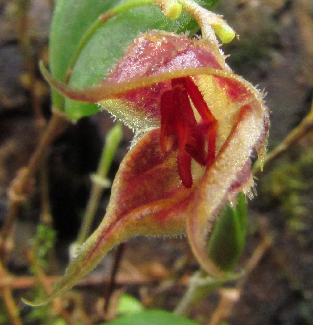 Lepanthes pelvis Img_0170