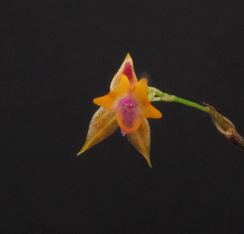 Lepanthes maxillaris Img_0182