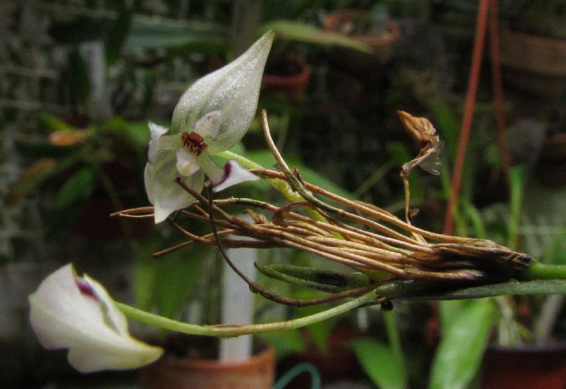 Colombiana aspergillum ex. Pleurothallis aspergillum Img_0196
