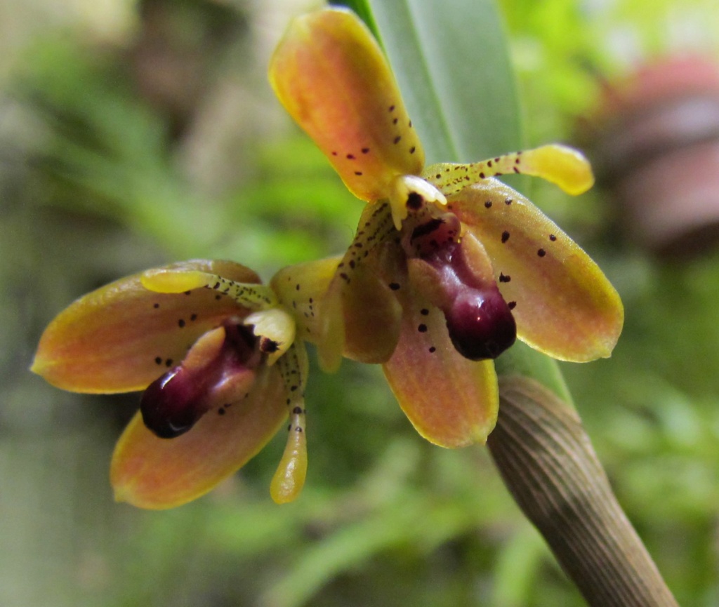 Myoxanthus punctatus Img_0228