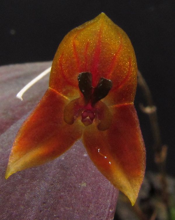 Lepanthes niesseniae Img_0307