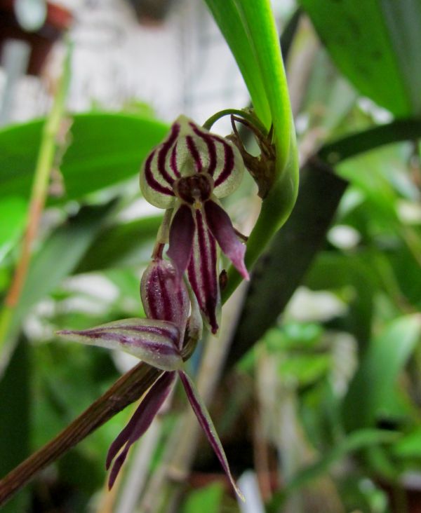 pleurothallis - Pleurothallis secunda Img_5118