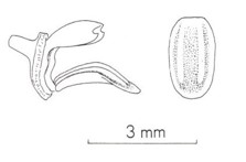 Pleurothallis sp. ou Specklinia picta var. alba Labell10