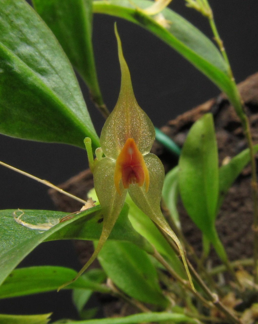 Lepanthes calocerca Lepant26