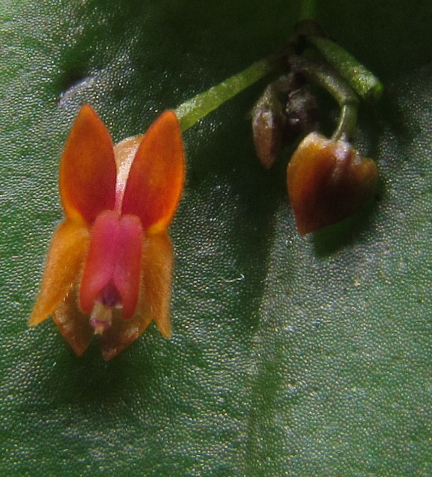 Lepanthes fimbriata Lepant47