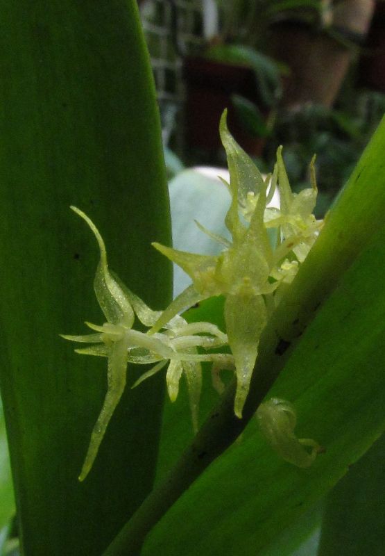 pleurothallis - Pleurothallis ruscifolia Pleuro11