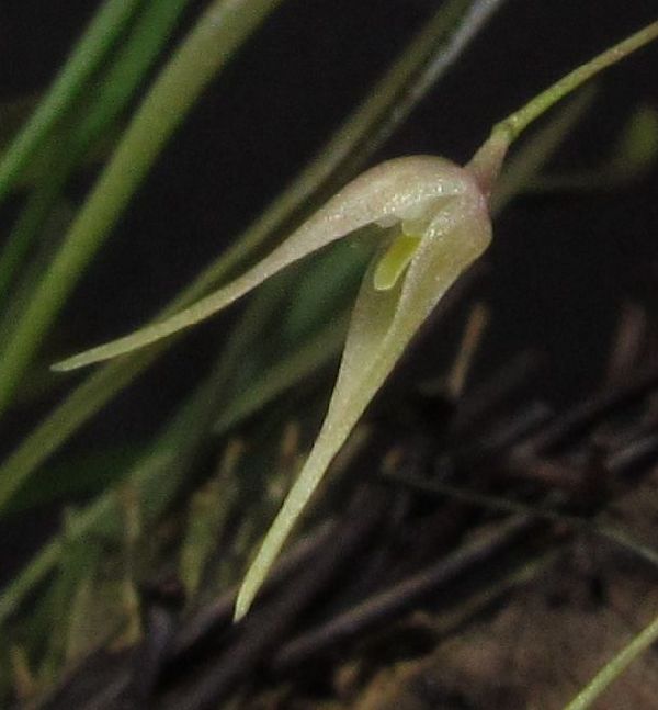 Pleurothallis sp. ou Specklinia picta var. alba Pleuro13