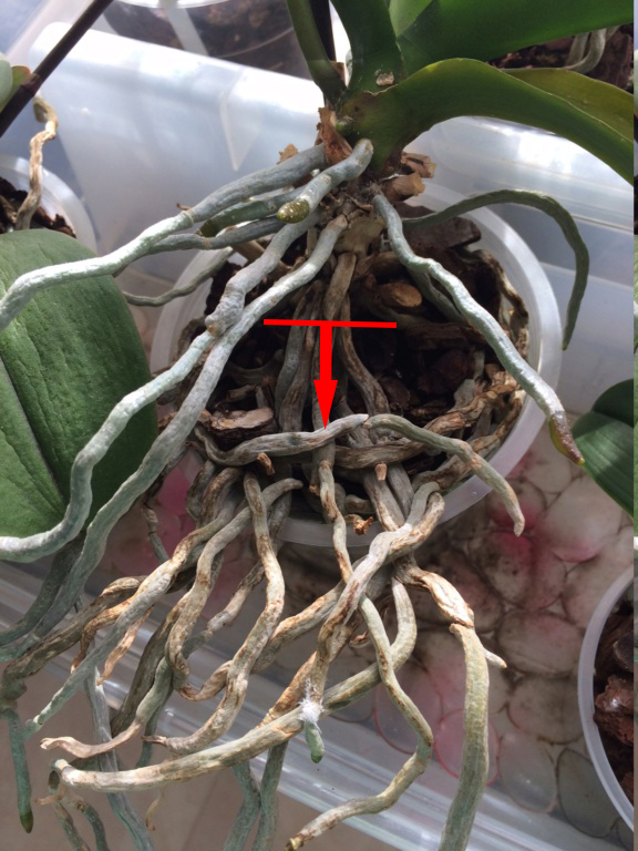 Rempotage Phalaenopsis Rempot10