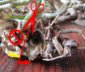 Rempotage tardif d'un Phalaenopsis. Img_0261