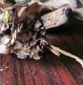 Rempotage tardif d'un Phalaenopsis. Img_0266