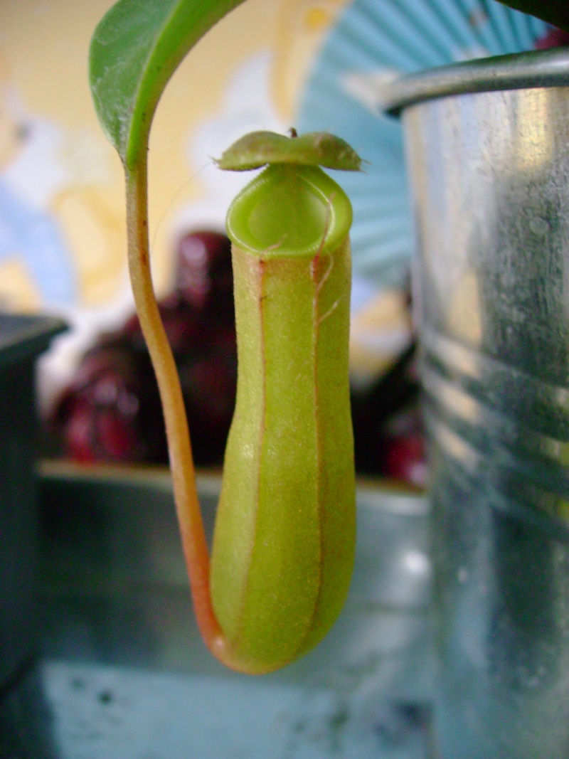 Ma nepenthes x ventrata Dsc02510