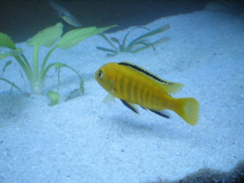 Labidochromis Caeruleus Dscf1012