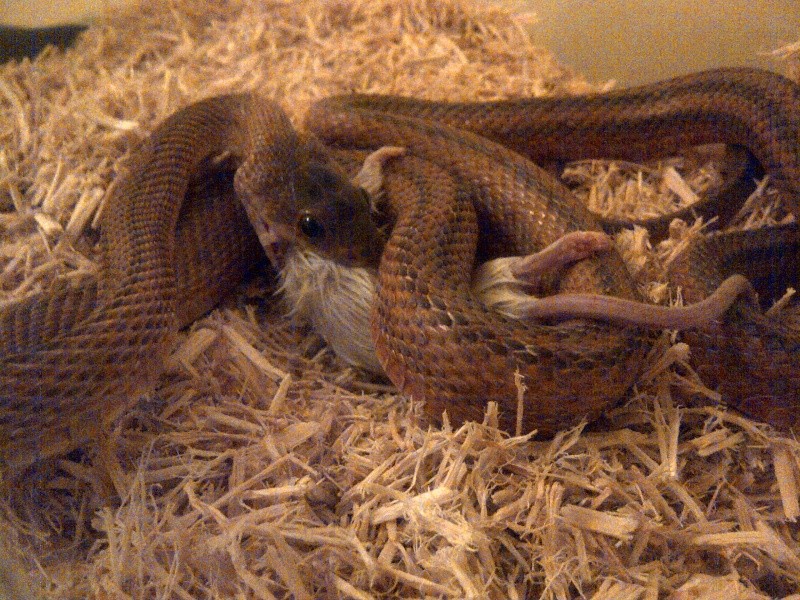 Arwen ( Baird rat snake ) 00310