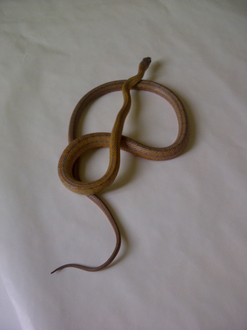 Arwen ( Baird rat snake ) 03410