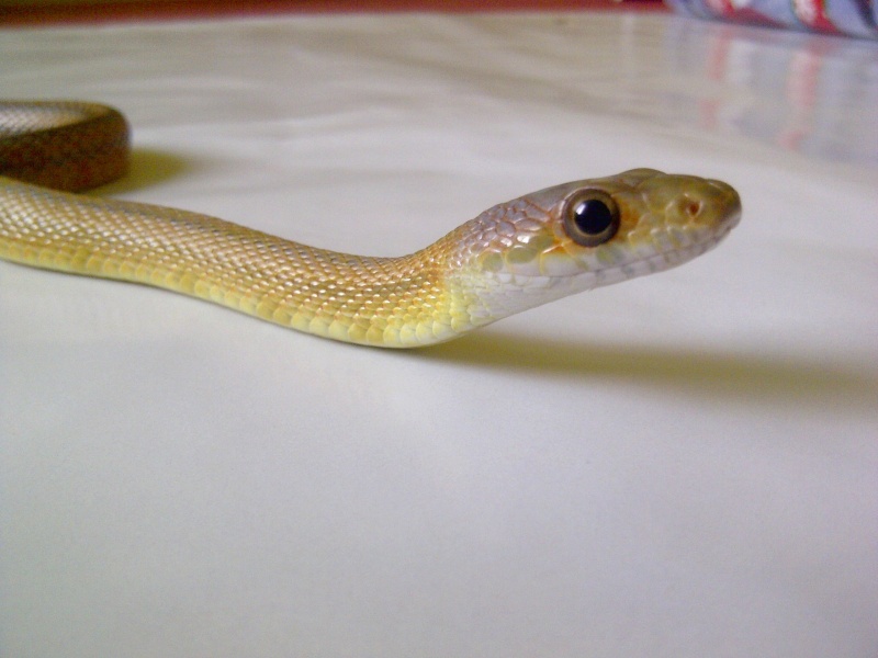Arwen ( Baird rat snake ) 05110