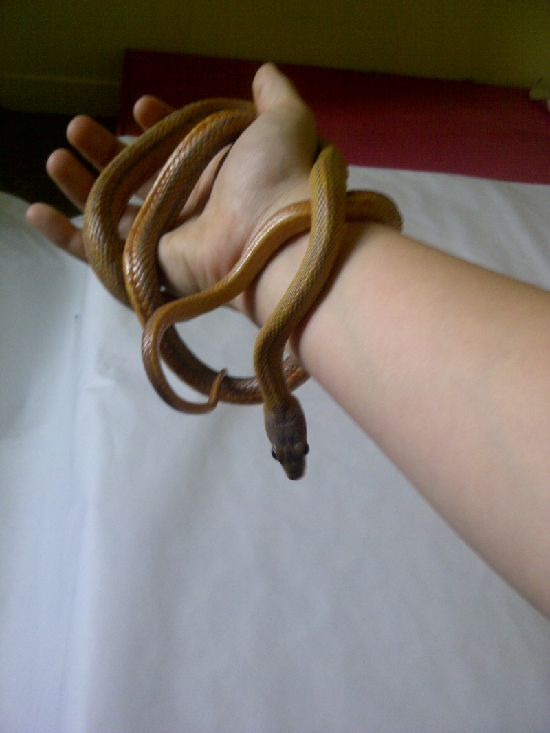 Arwen ( Baird rat snake ) 06910