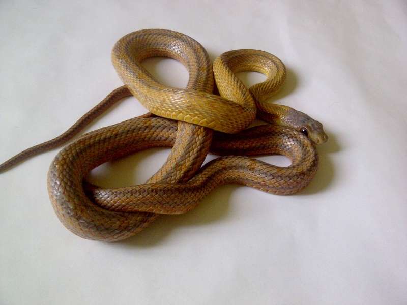 Arwen ( Baird rat snake ) 09110