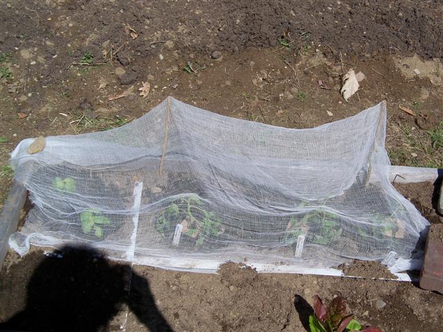 Newbie - seeds or seedlings? 04-24-10